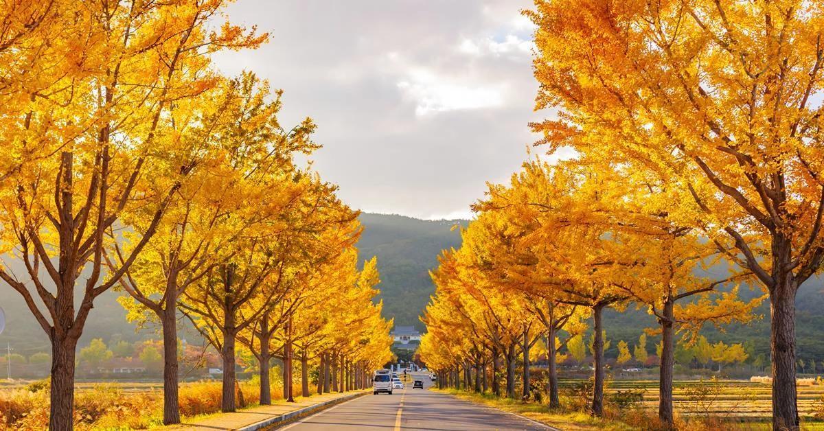  Gyeongju in Autumn