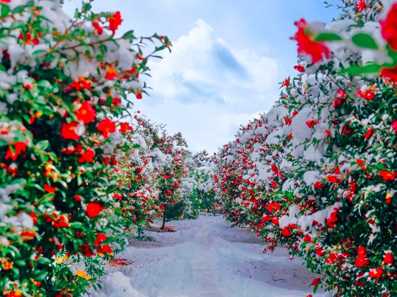 Camellias