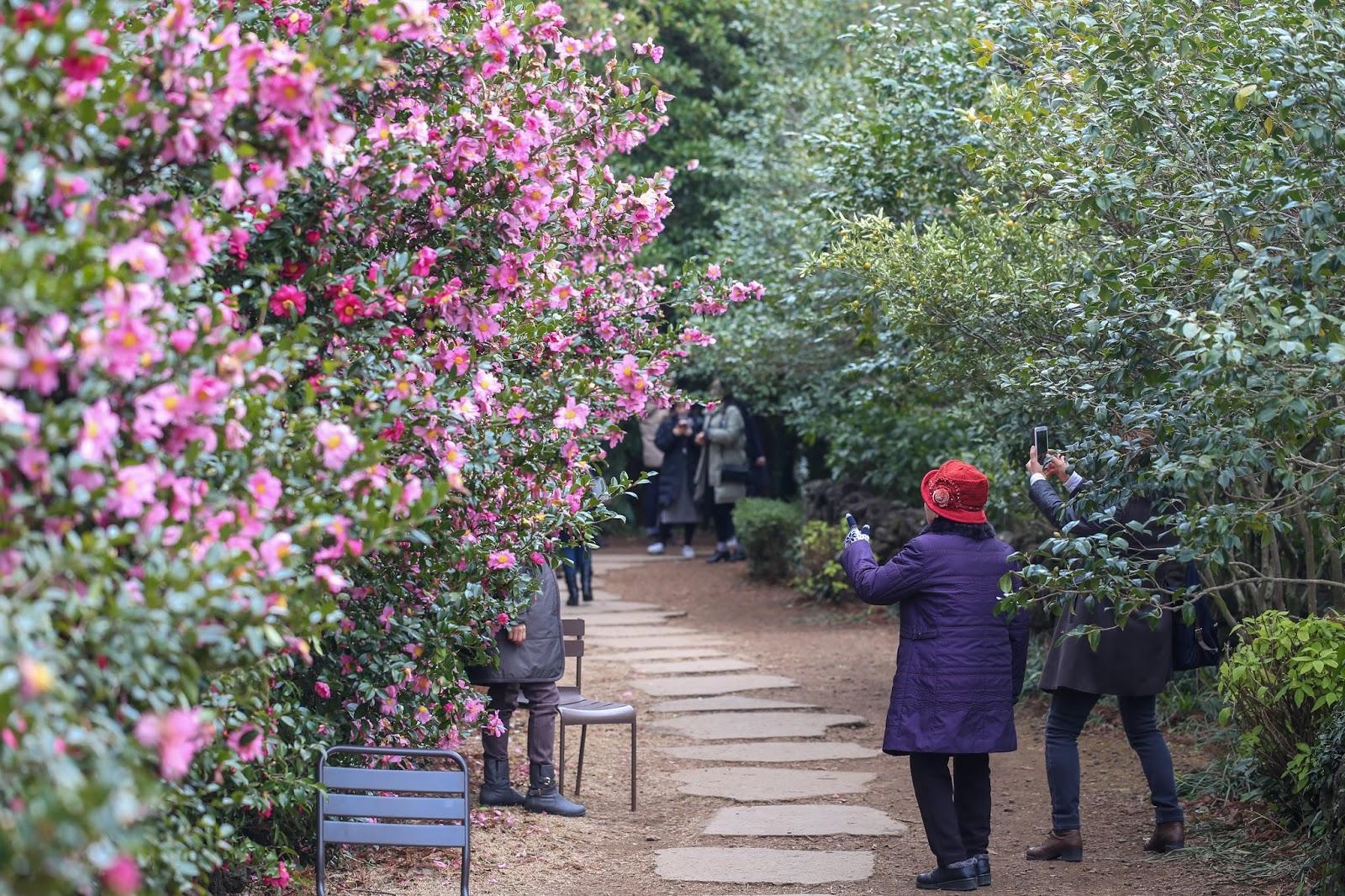 Camellias2